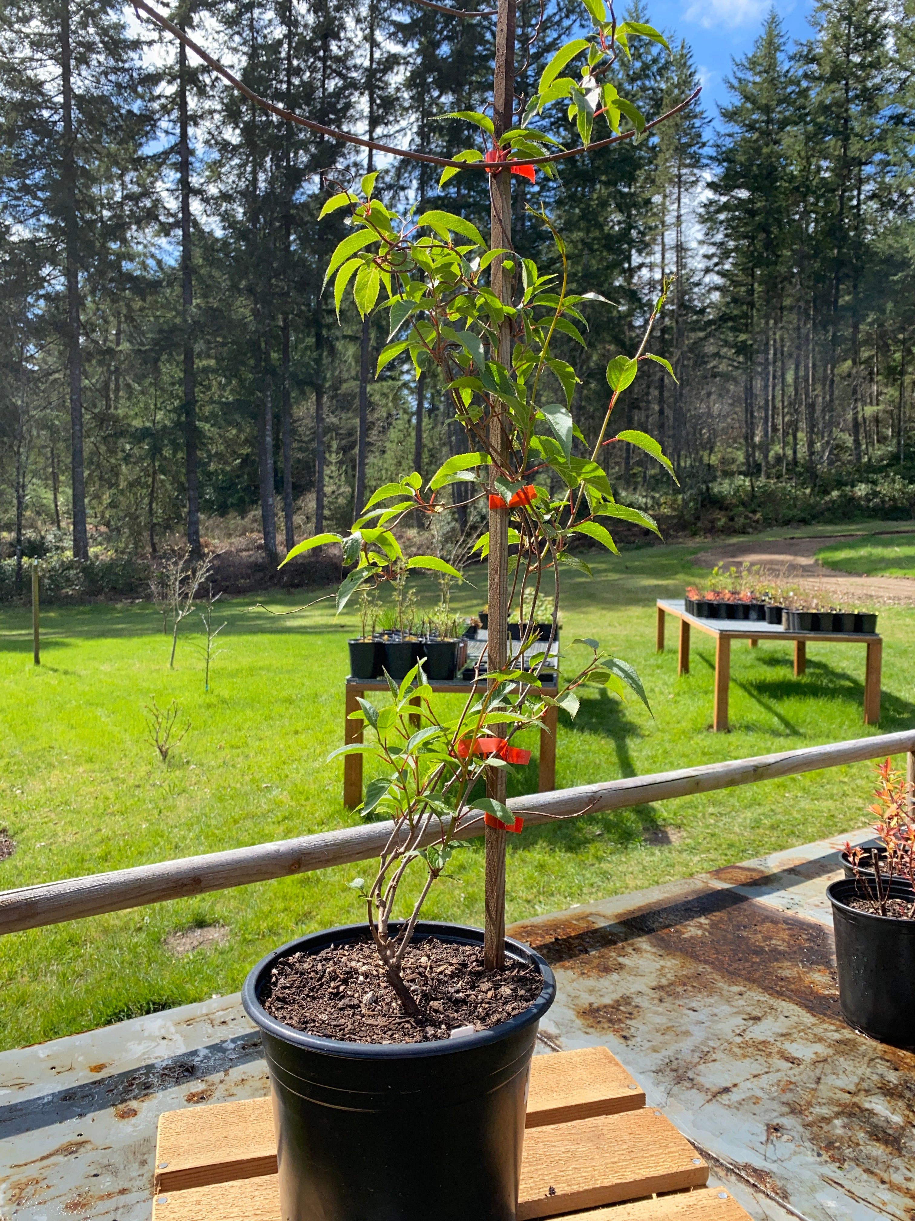 Ken's Red Hardy Kiwi | Finca Backyard Nursery