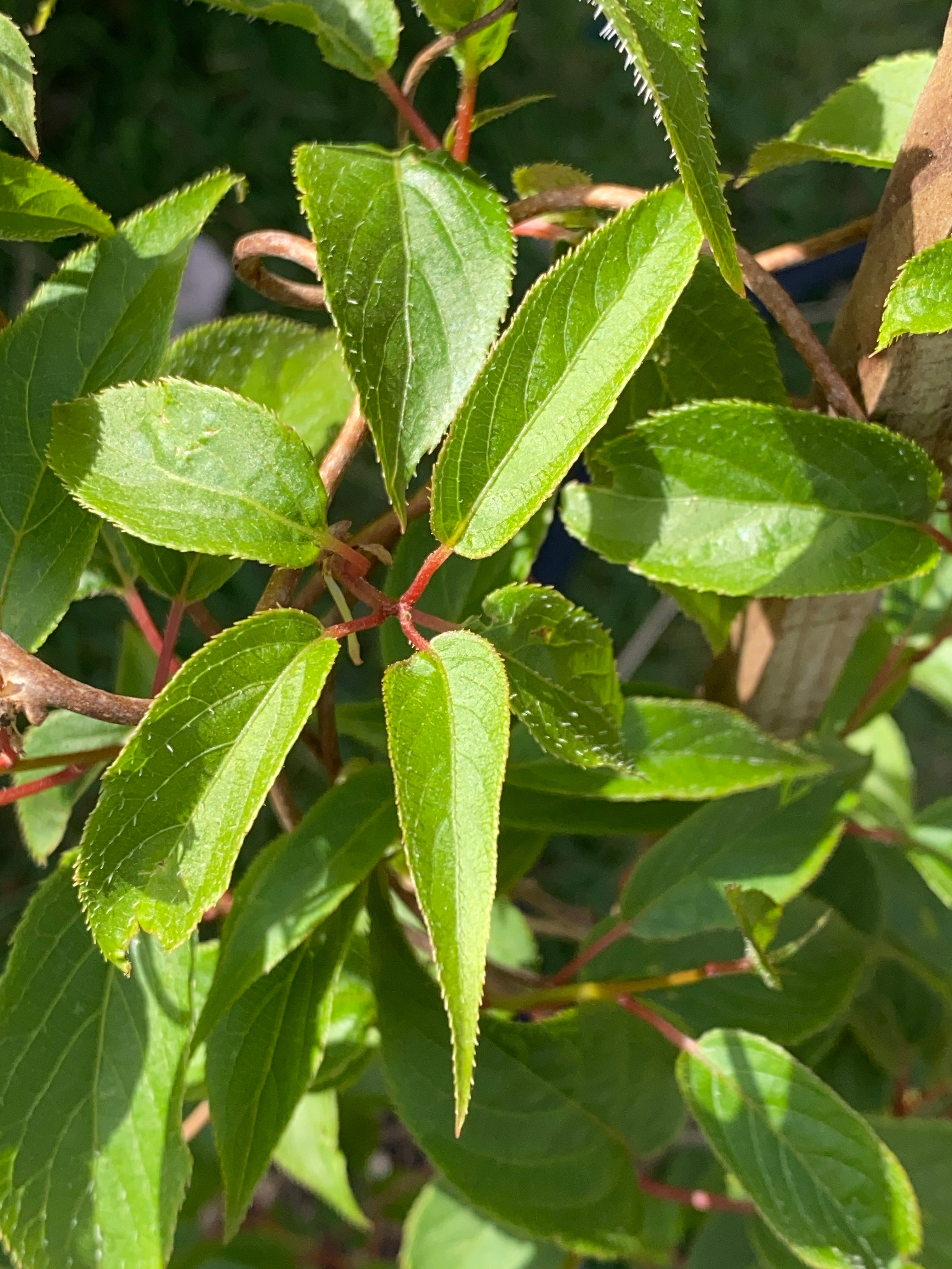 Ken's Red Hardy Kiwi | Finca Backyard Nursery